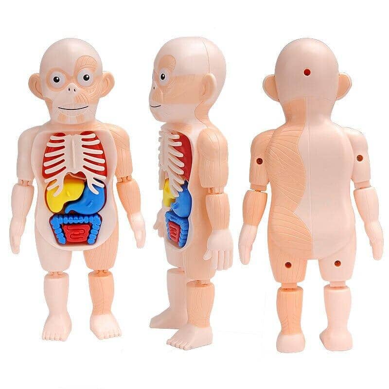 Human Toys - Brinquedo Educacional de Anatomia Humana Brinquedo - edu - 051 VF Villa Kids 