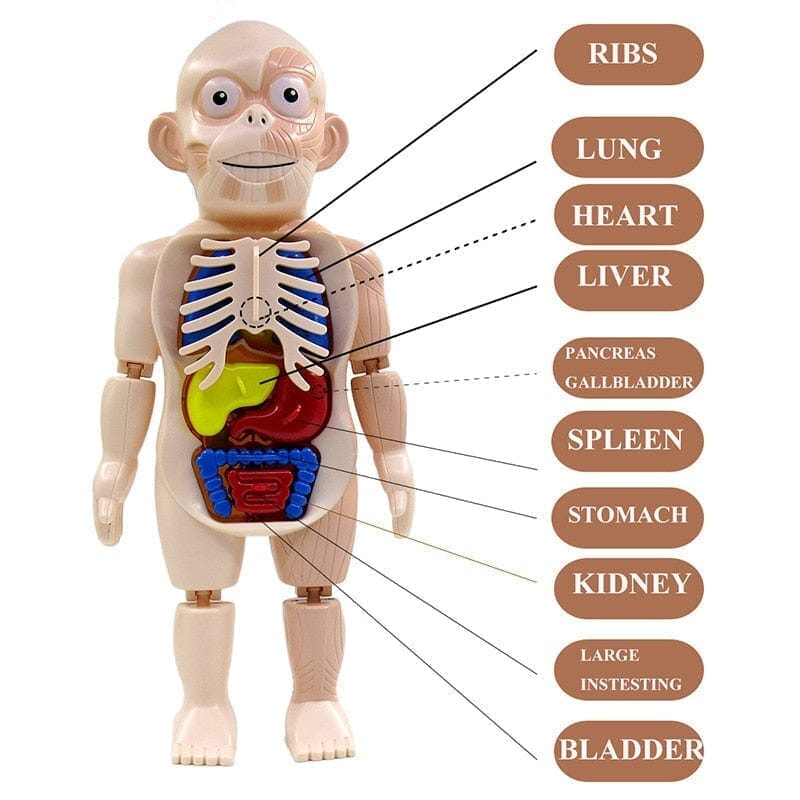 Human Toys - Brinquedo Educacional de Anatomia Humana Brinquedo - edu - 051 VF Villa Kids 