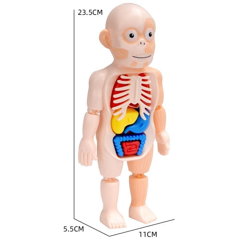 Human Toys - Brinquedo Educacional de Anatomia Humana Brinquedo - edu - 051 VF Villa Kids 