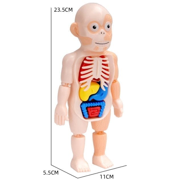 Human Toys - Brinquedo Educacional de Anatomia Humana Brinquedo - edu - 051 VF Villa Kids 